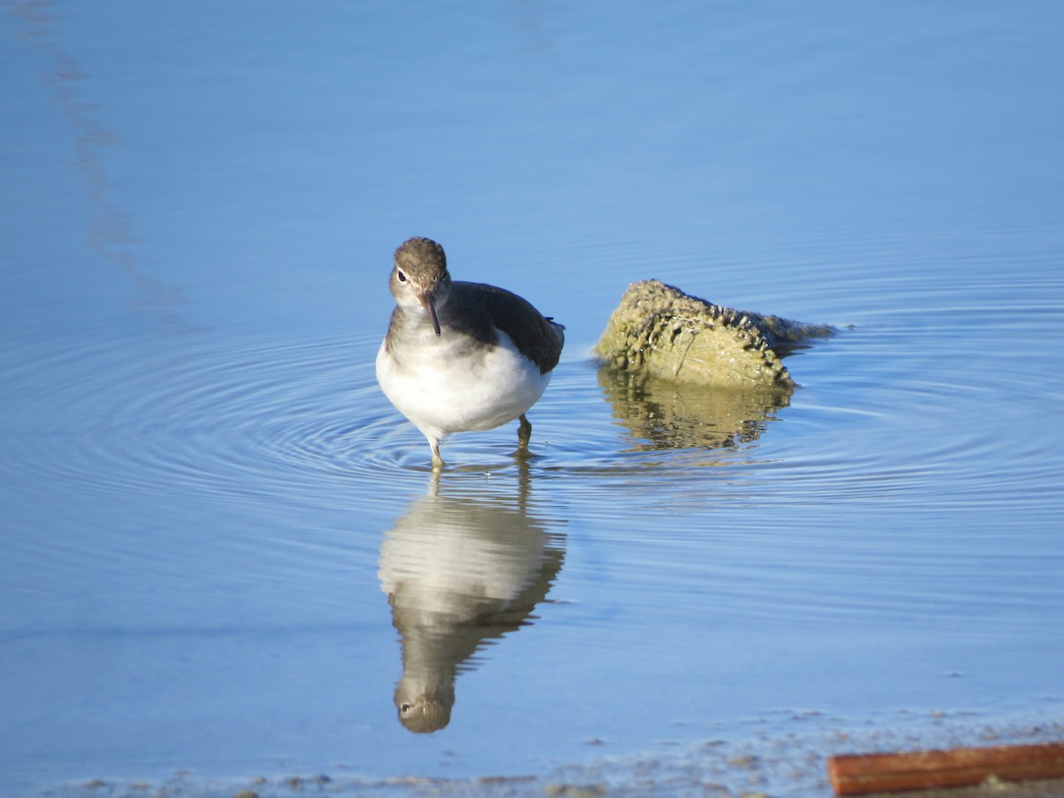 Spotted Sandpiper - Garth Harwood