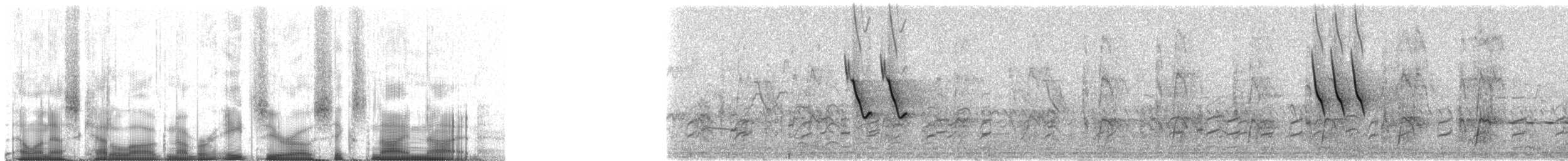 Oie-armée de Gambie - ML80699