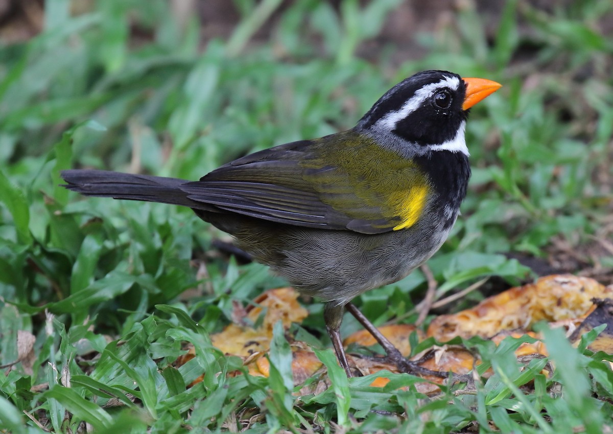 Orange-billed Sparrow - Doug Beach