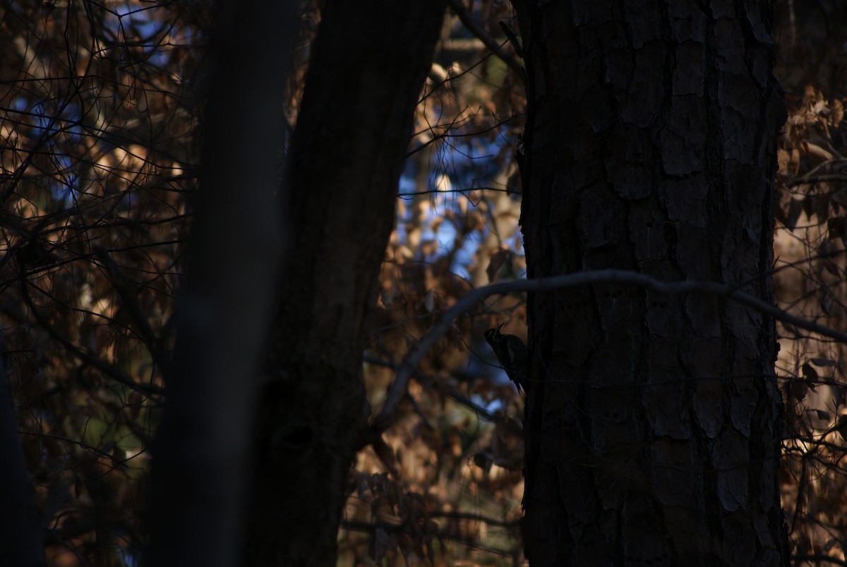 Yellow-bellied Sapsucker - ML80699271