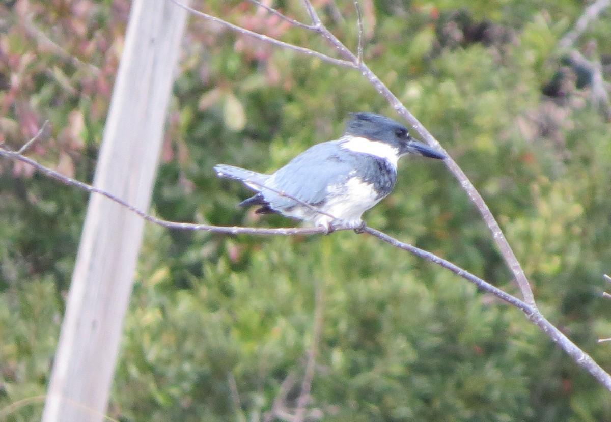 Belted Kingfisher - ML80699681