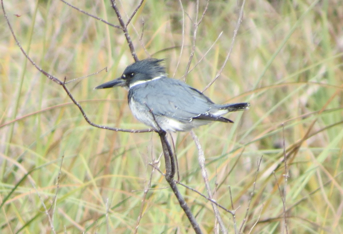 Belted Kingfisher - ML80699691