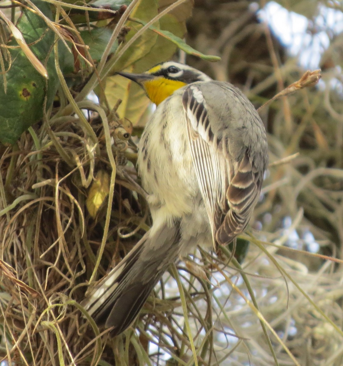 Yellow-throated Warbler - ML80699991