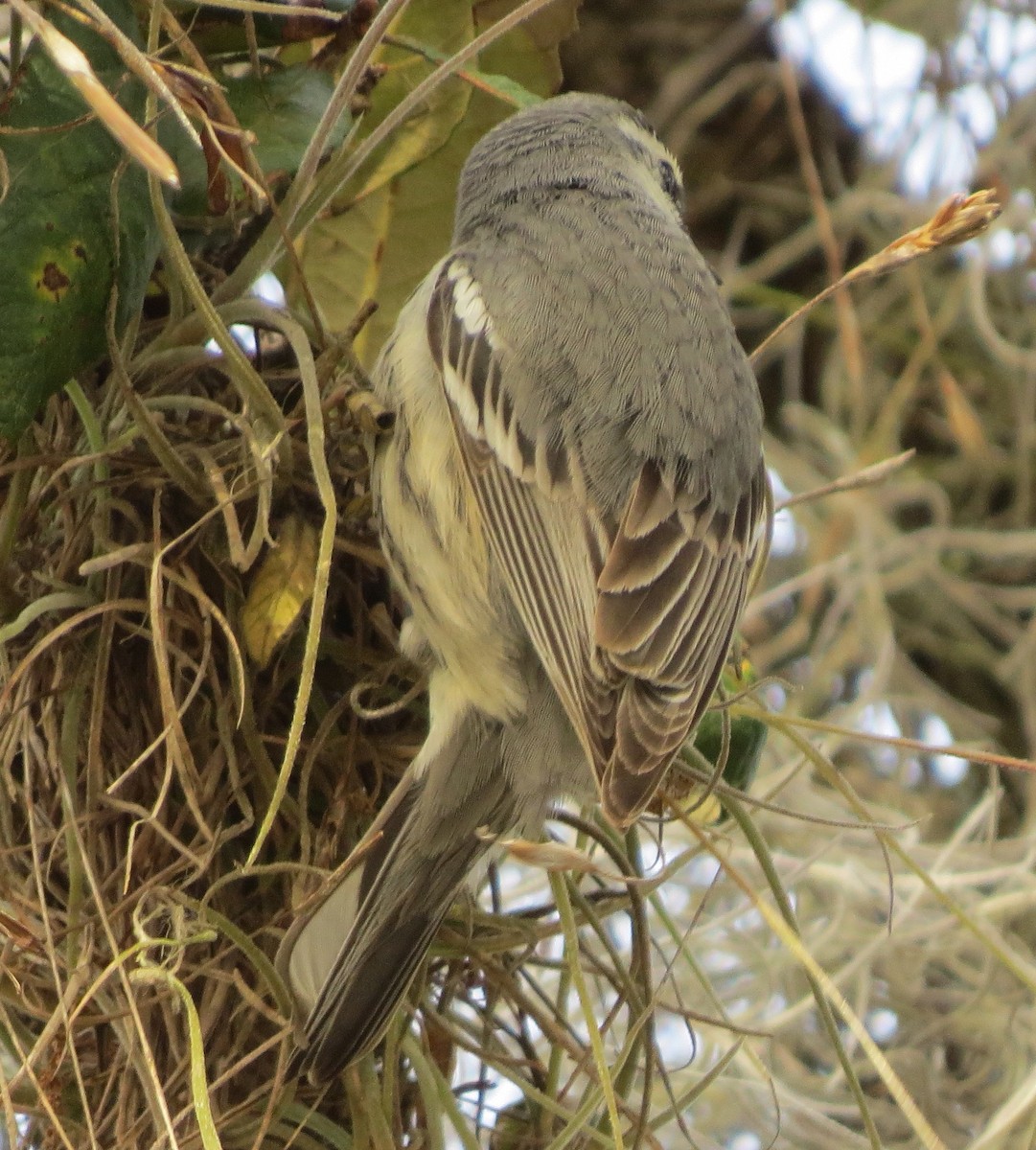 Goldkehl-Waldsänger - ML80700051