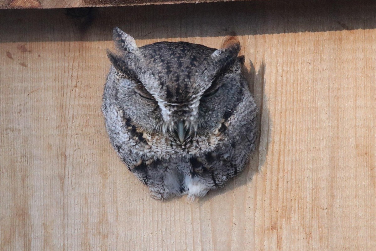 Eastern Screech-Owl - ML80700101