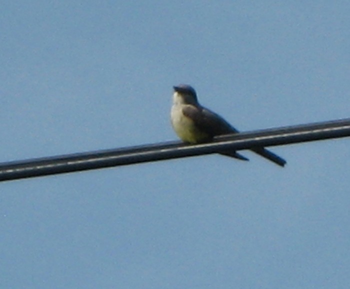 Western Kingbird - ML80701951