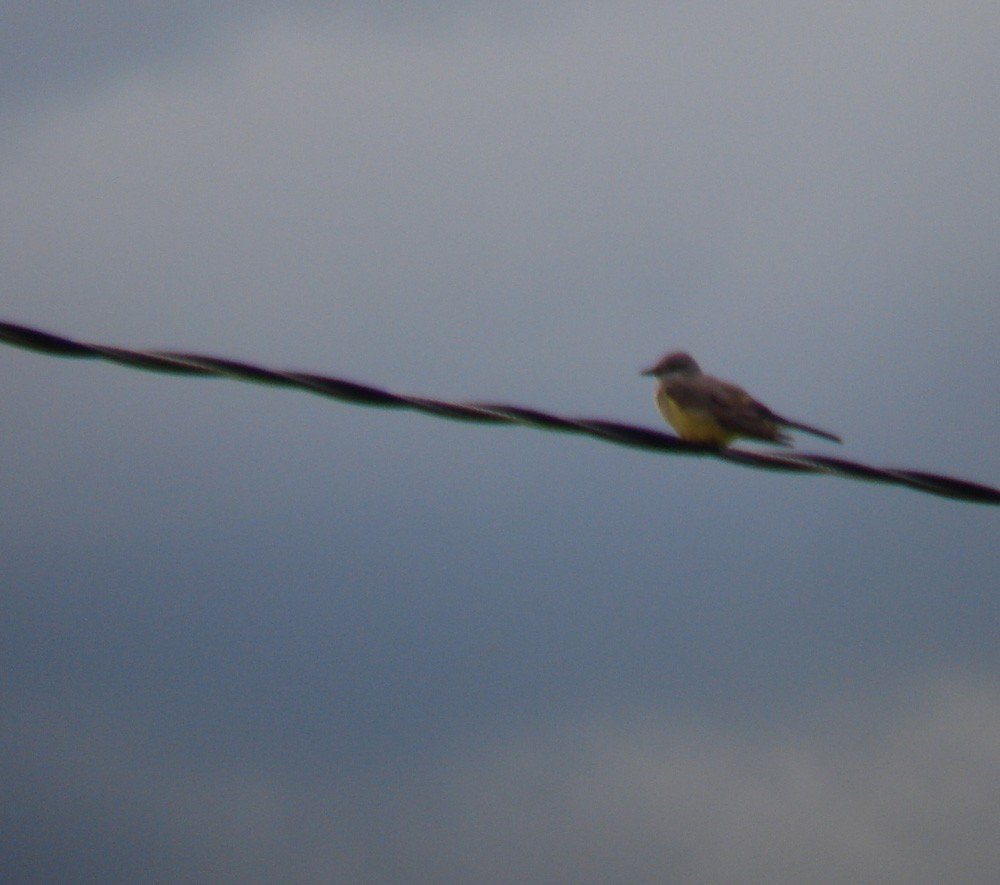 Western Kingbird - ML80701991