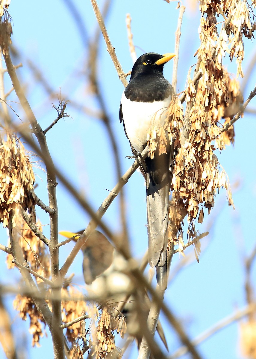 Yellow-billed Magpie - ML80705441