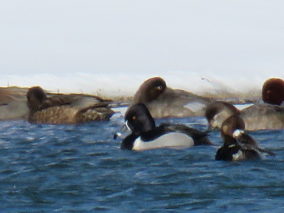 Ring-necked Duck - ML80706221