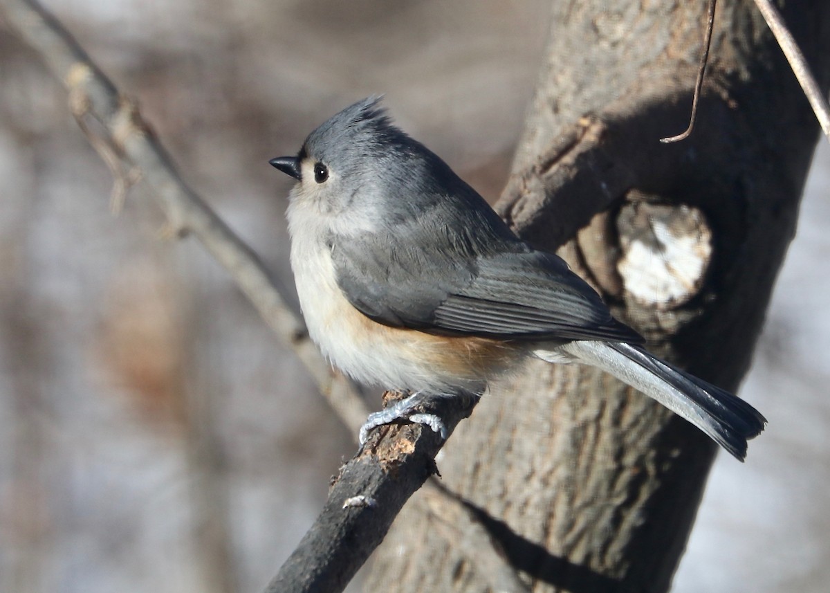 Tufted Titmouse - ML80706401