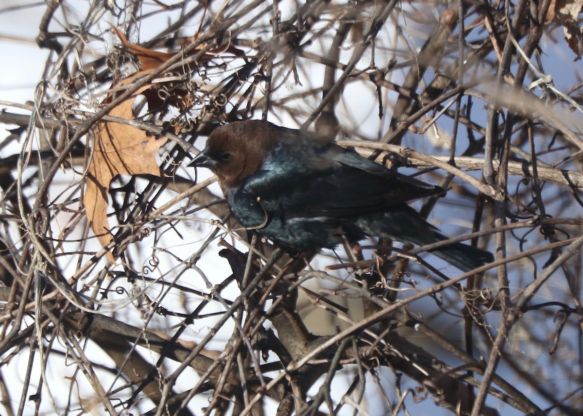 Brown-headed Cowbird - ML80706961