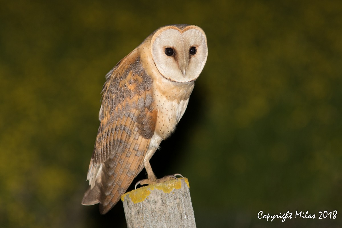 Western Barn Owl - Milas Santos