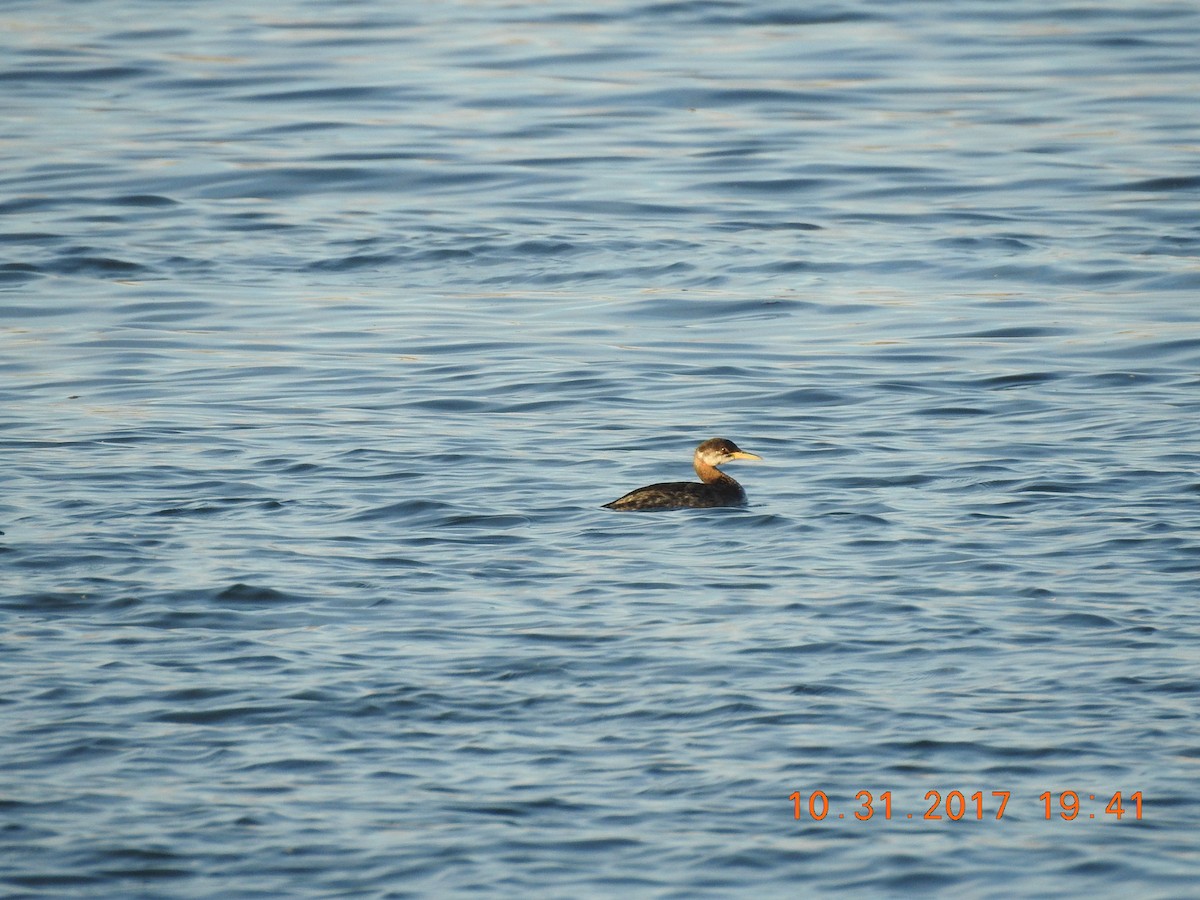 Red-necked Grebe - ML80710041
