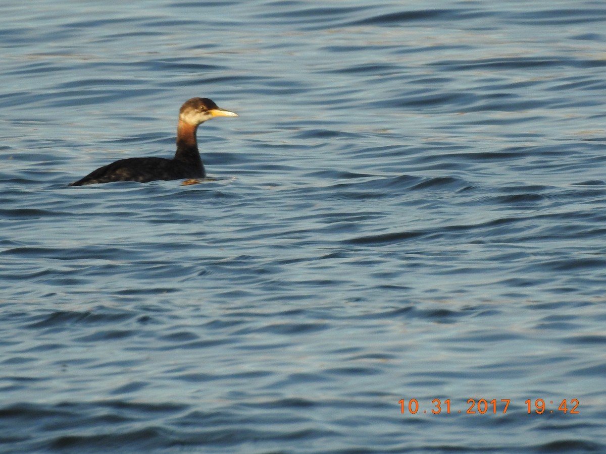 Red-necked Grebe - ML80710081