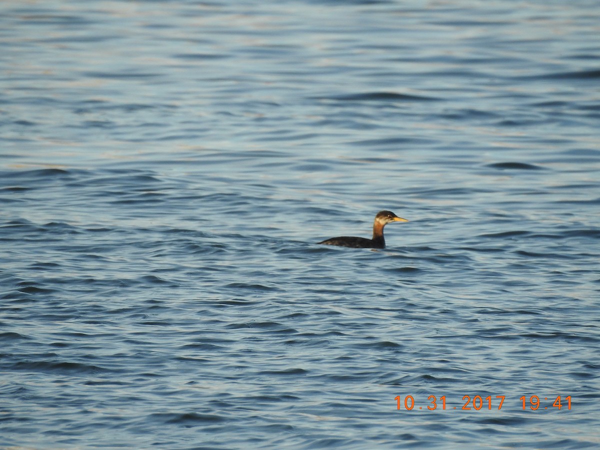 Red-necked Grebe - ML80710121