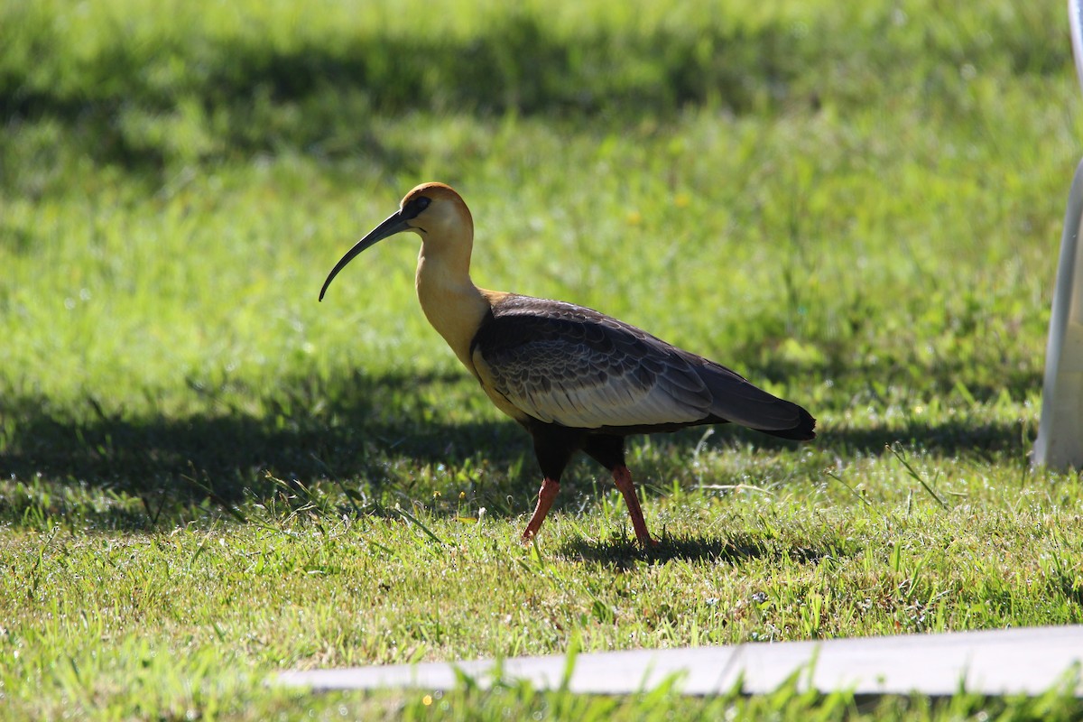 Black-faced Ibis - ML80712911