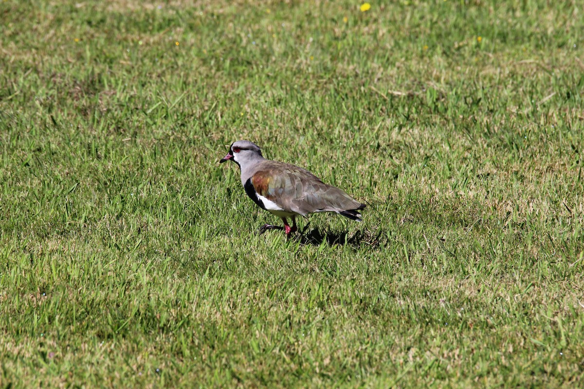 Southern Lapwing - ML80713011