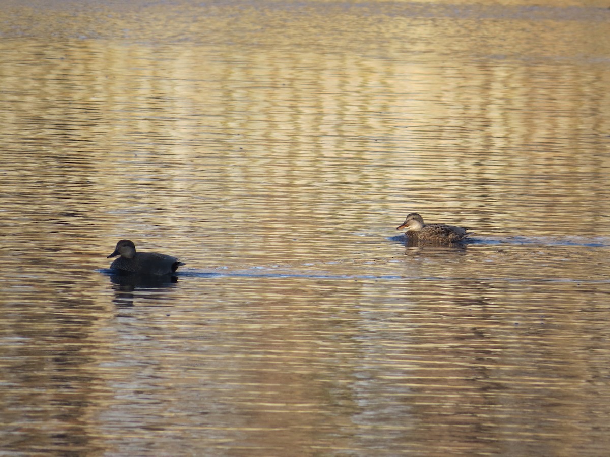 Gadwall - ML80713291