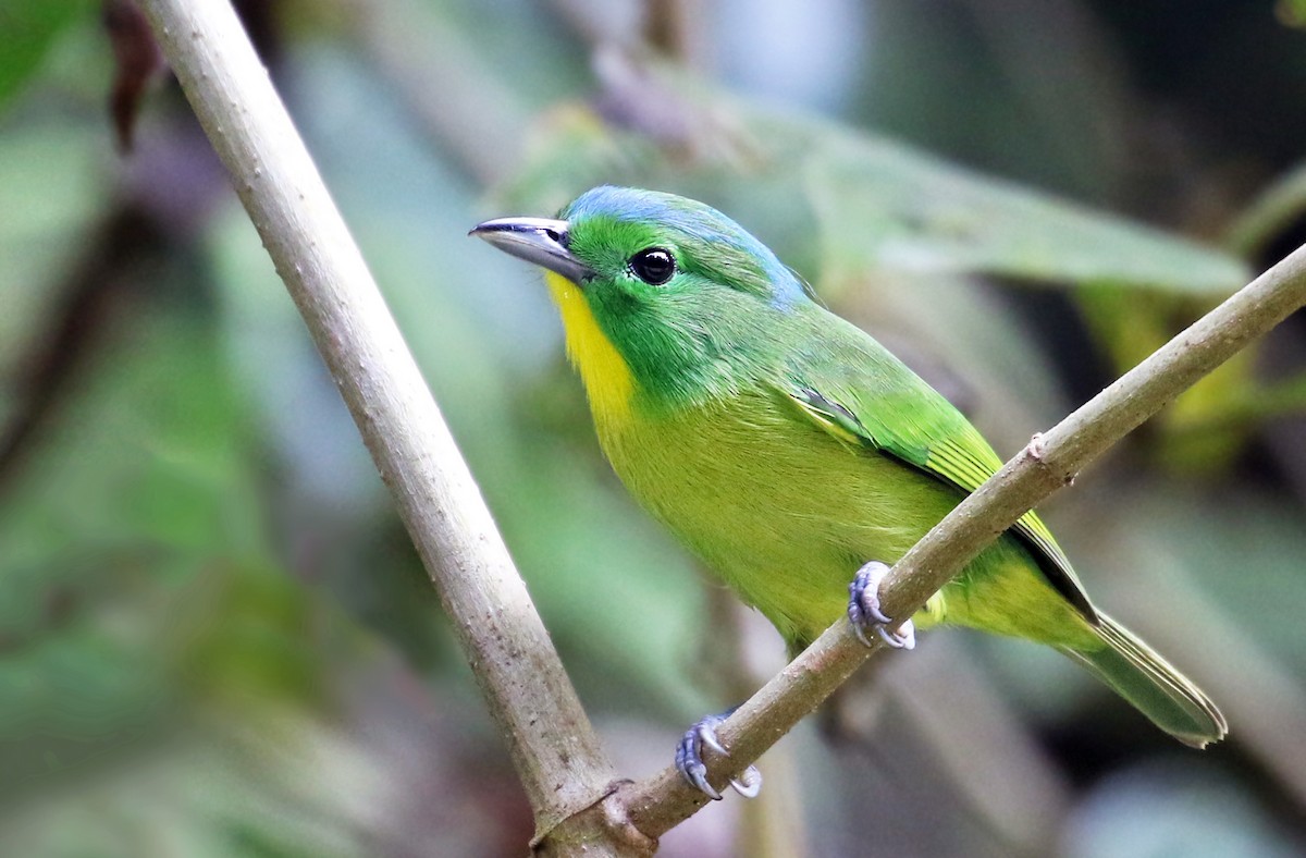 Green Shrike-Vireo - Andrew Spencer