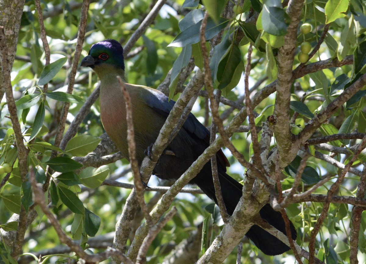 Purple-crested Turaco - ML80714131