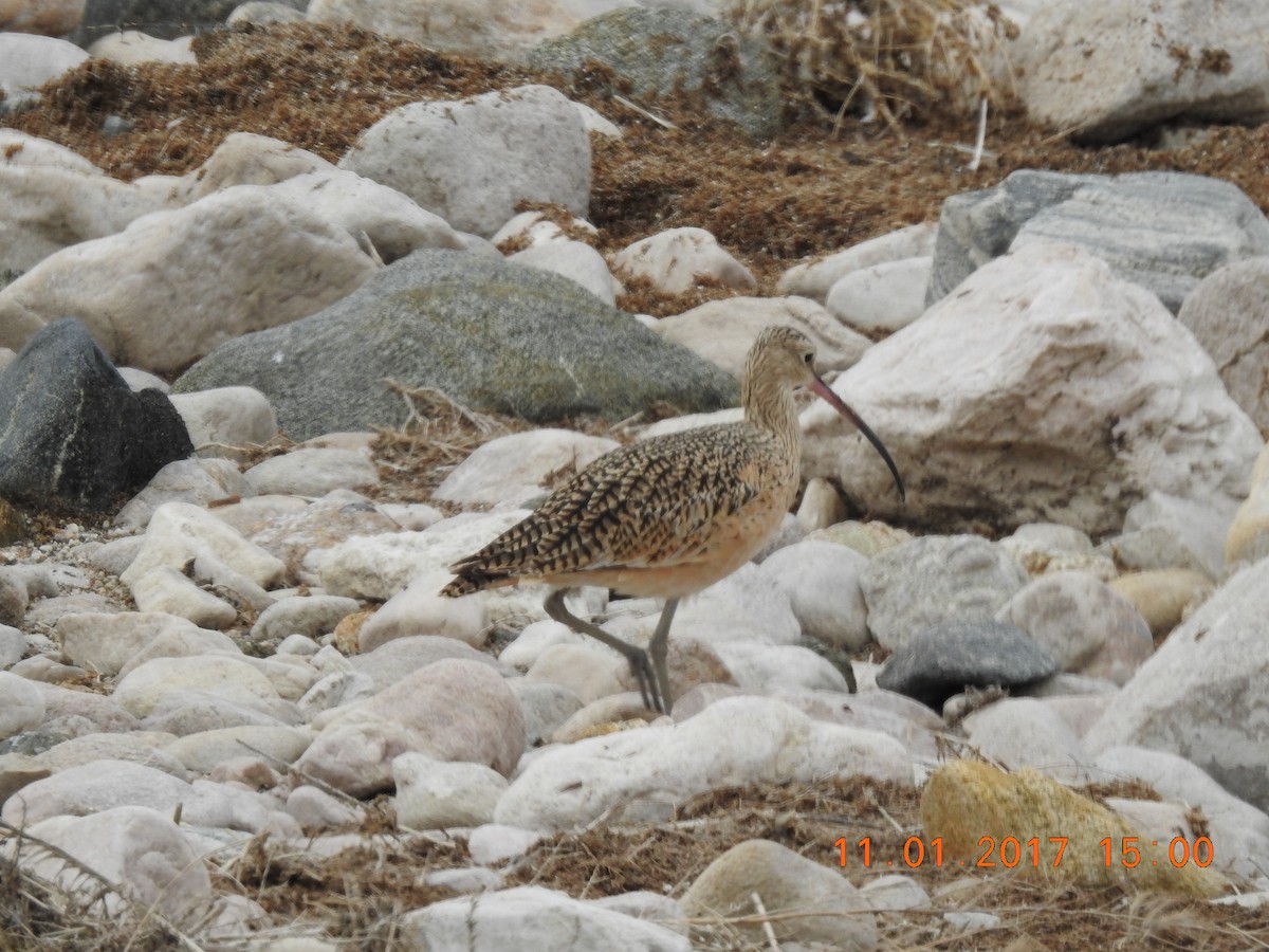 Long-billed Curlew - ML80715761