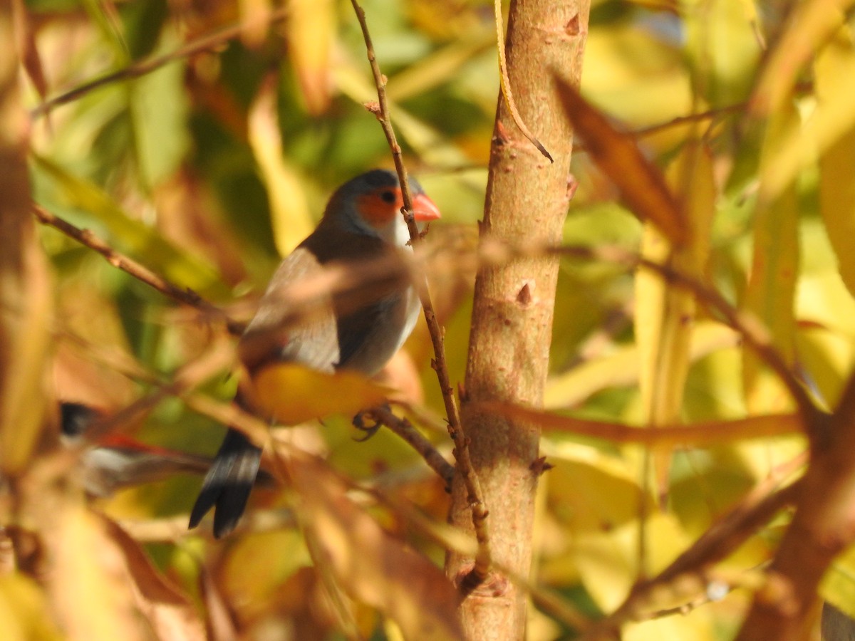 Orange-cheeked Waxbill - ML80716271