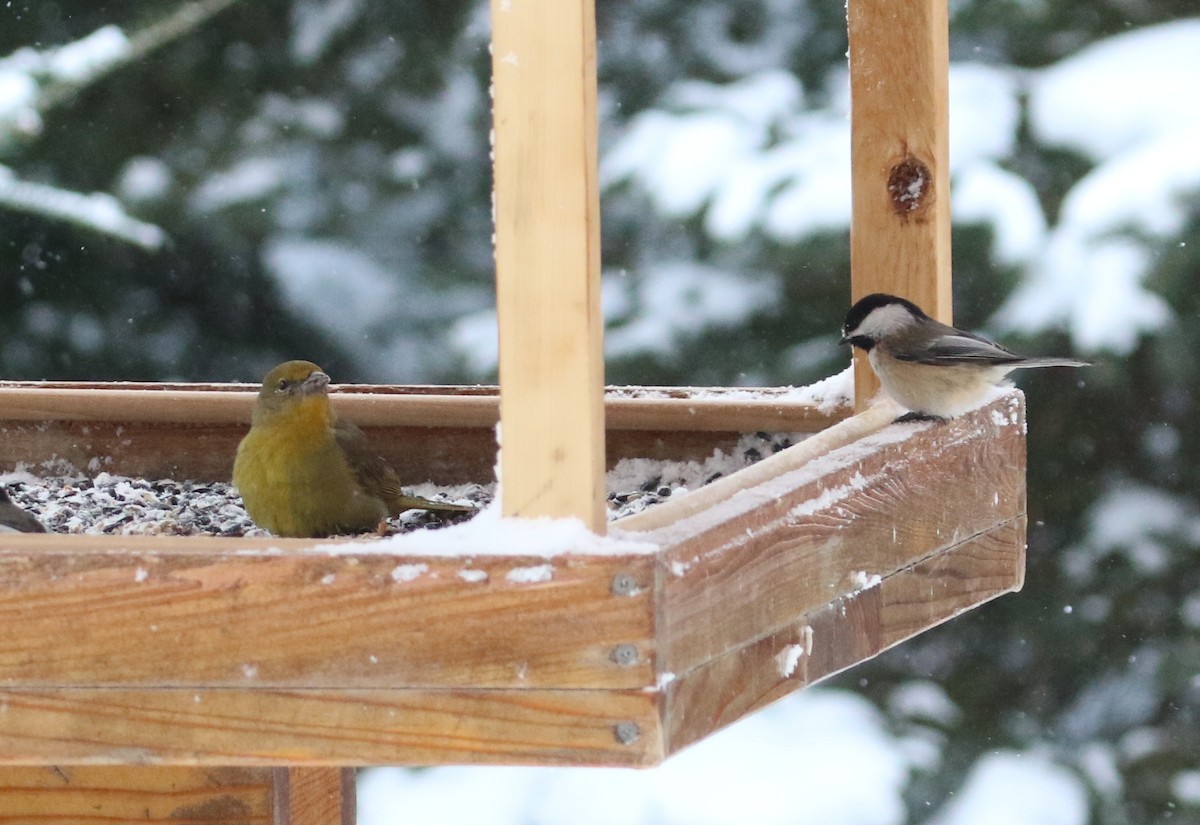 Hepatic Tanager - ML80717131