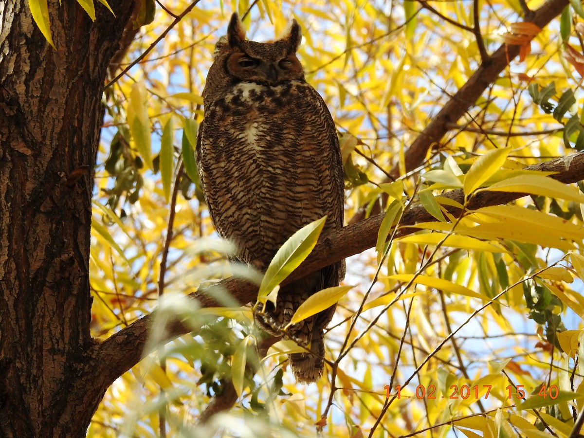 Great Horned Owl - ML80717161