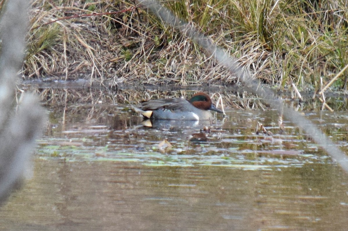 Green-winged Teal - ML80718561