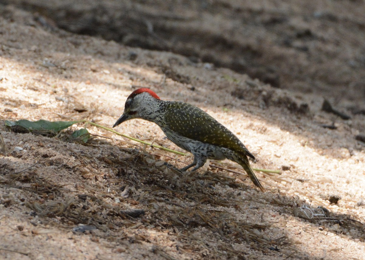 Golden-tailed Woodpecker - ML80719931