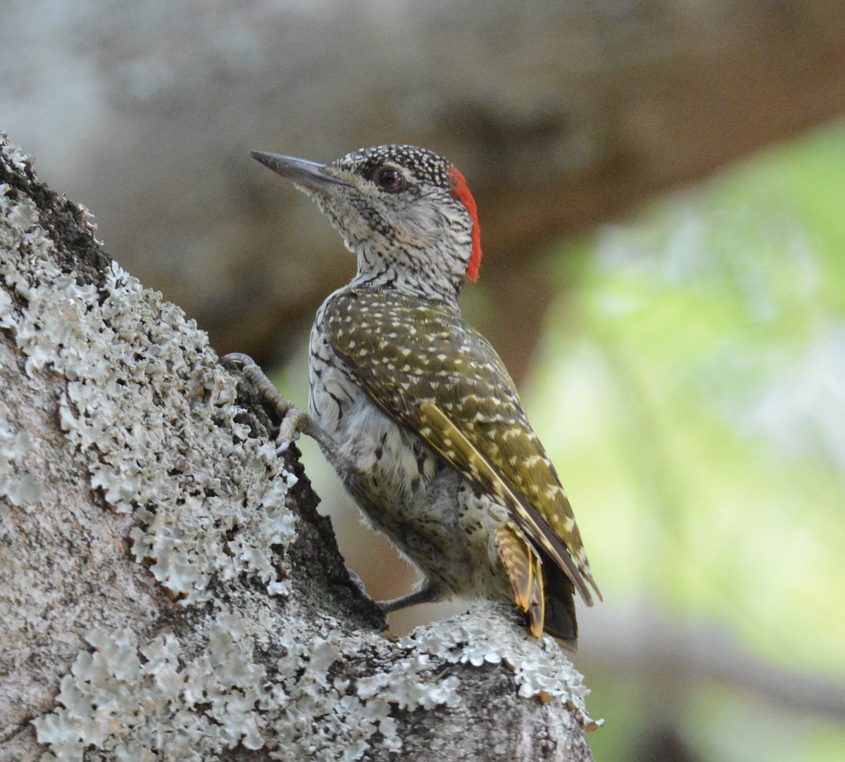 Golden-tailed Woodpecker - ML80720081