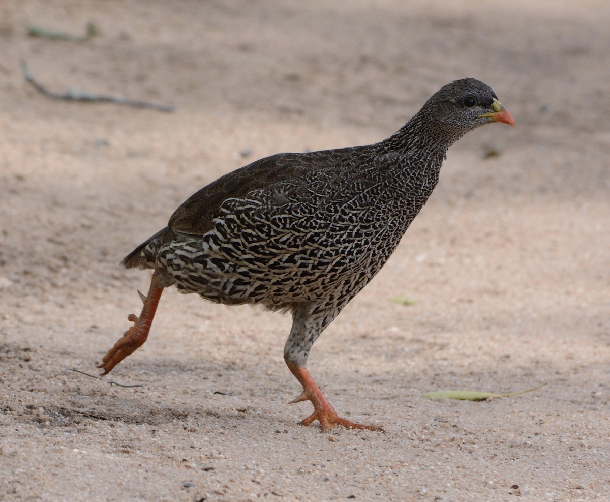 Natal Spurfowl - Taylor Abbott