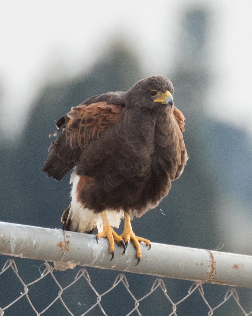 Harris's Hawk - ML80723721