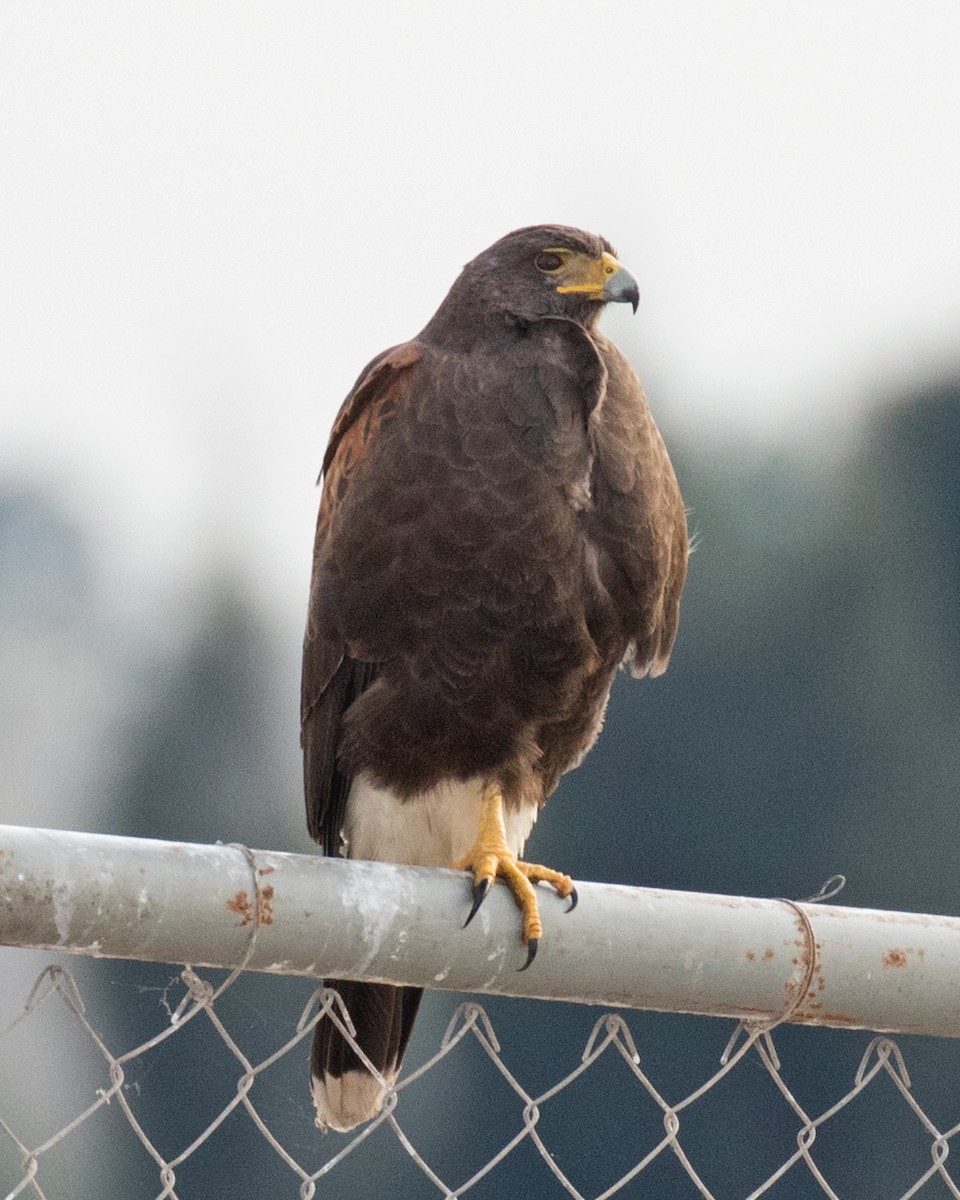 Harris's Hawk - ML80723731