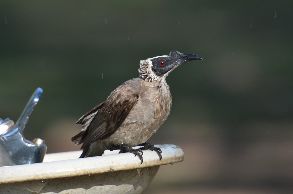 Silver-crowned Friarbird - Dirk Tomsa