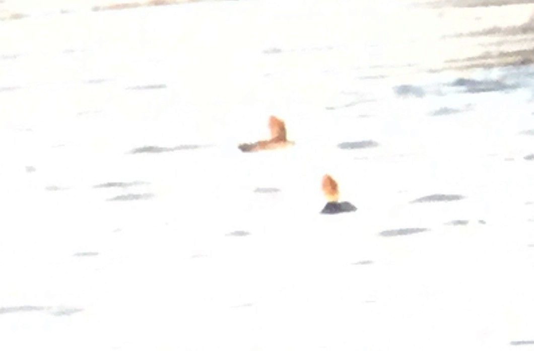 Common Merganser - ML80723831