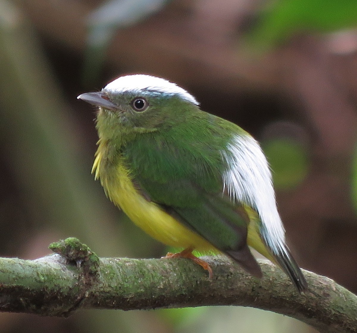 Snow-capped Manakin - Rich Hoyer