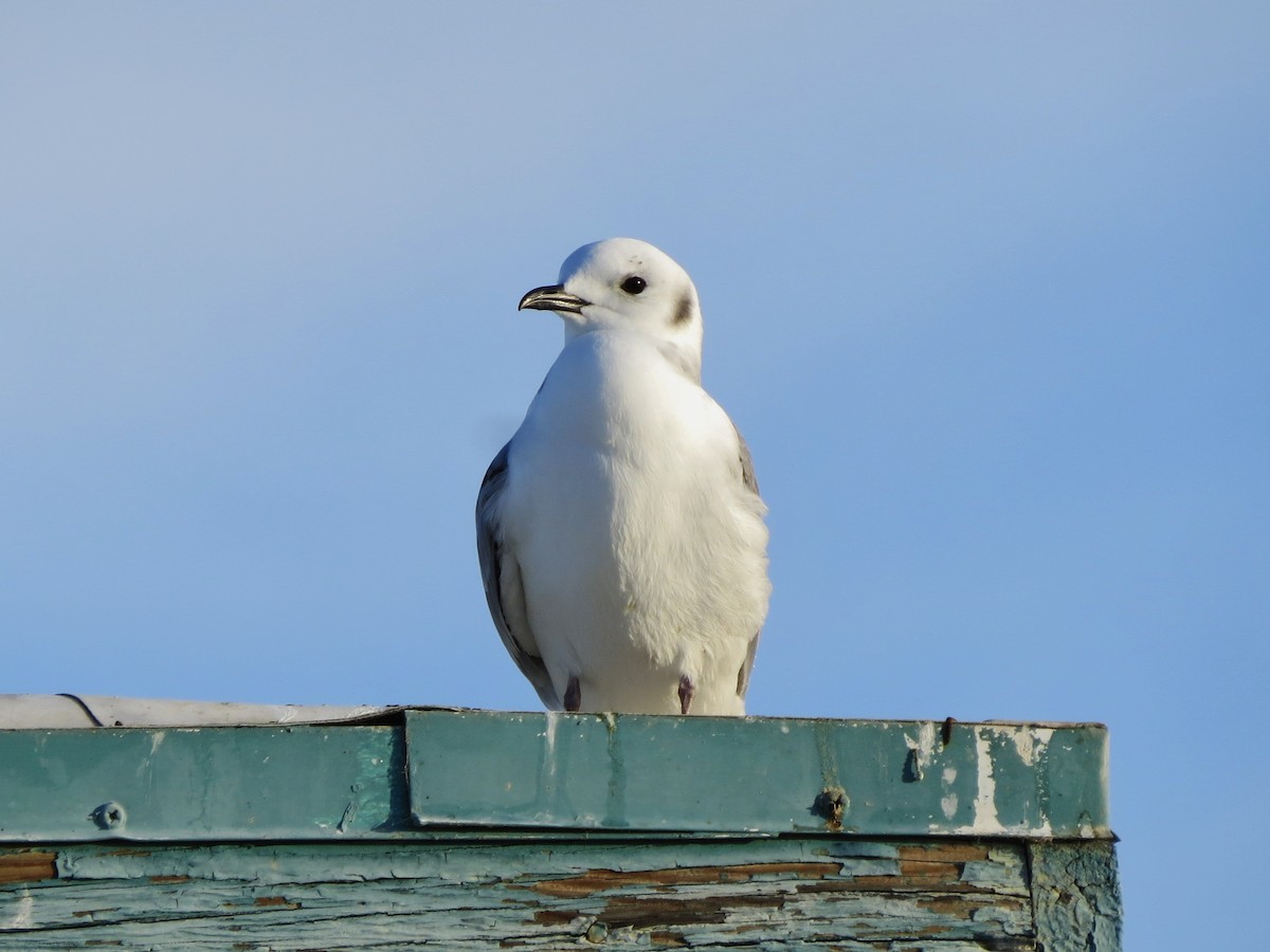 Black-legged Kittiwake - Steve Hosmer