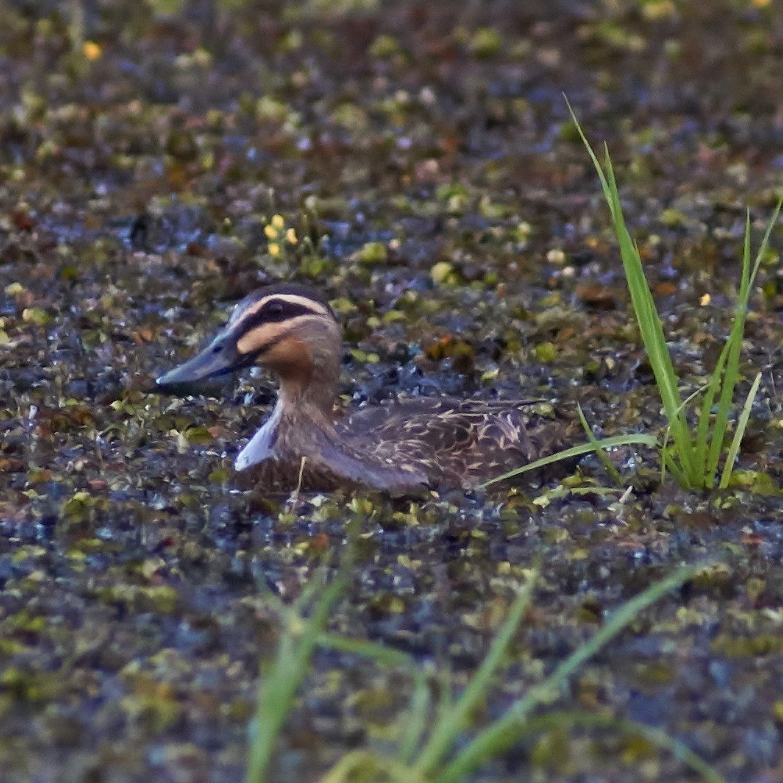 Pacific Black Duck - ML80726571