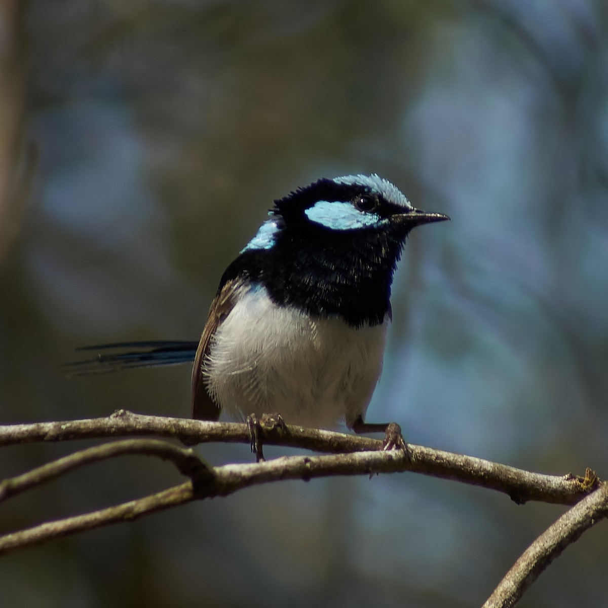 Superb Fairywren - ML80726701