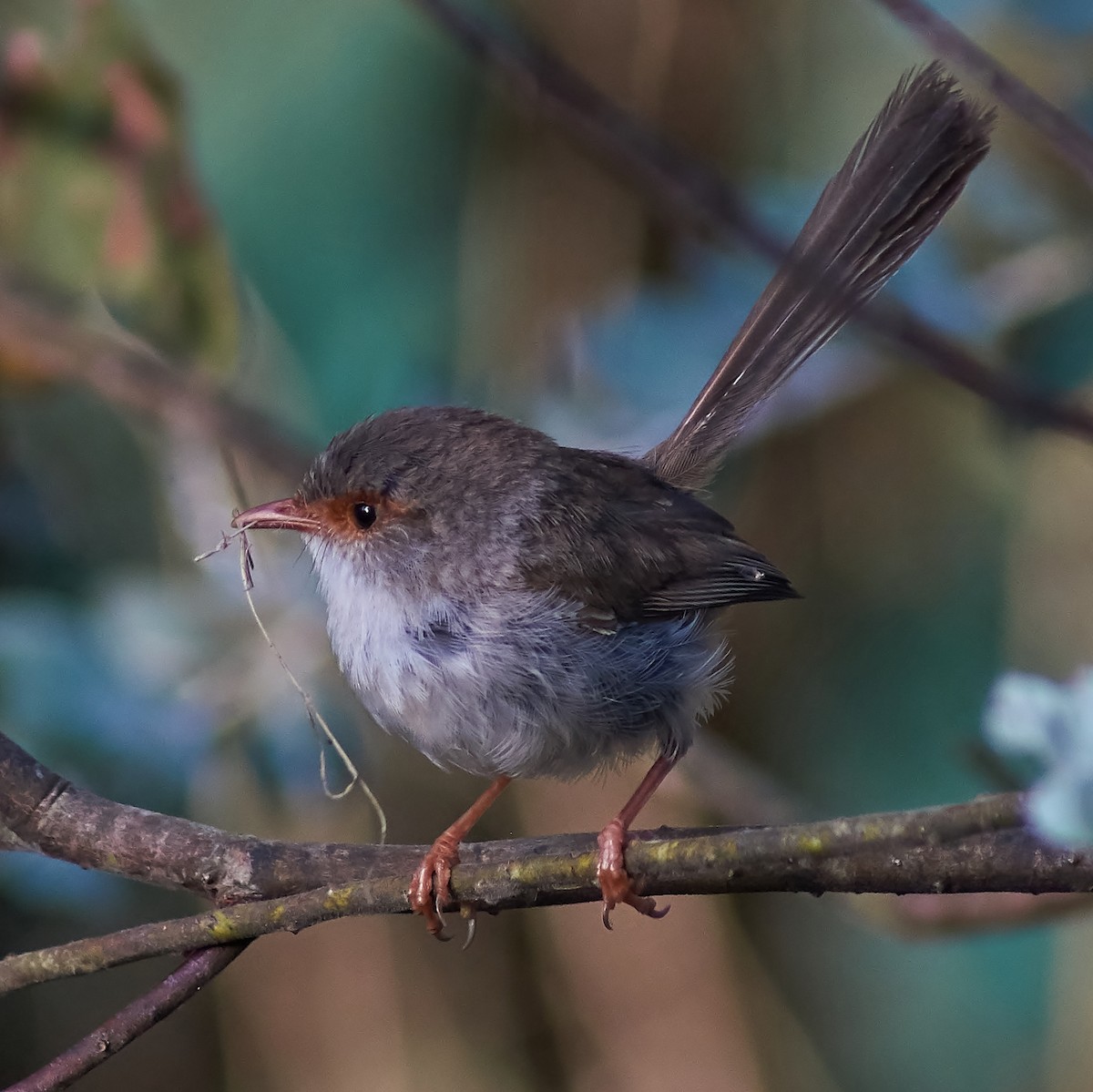 Superb Fairywren - ML80726711