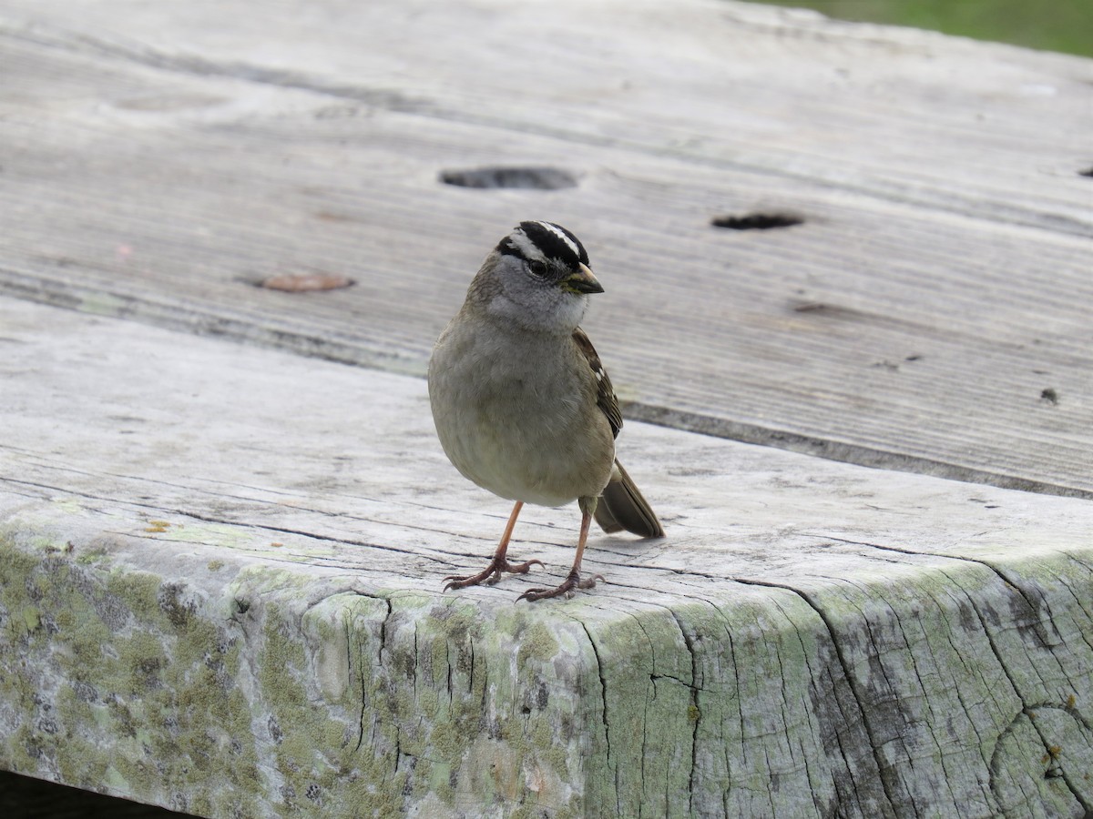 White-crowned Sparrow - ML80728351