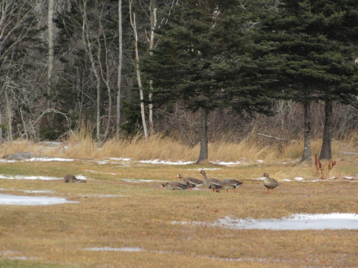 Greater White-fronted Goose - ML80731681