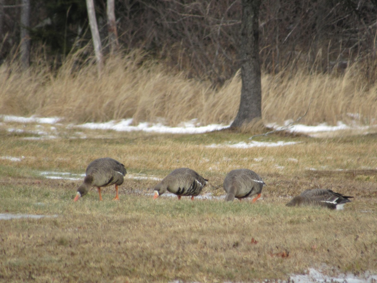 Greater White-fronted Goose - ML80731741