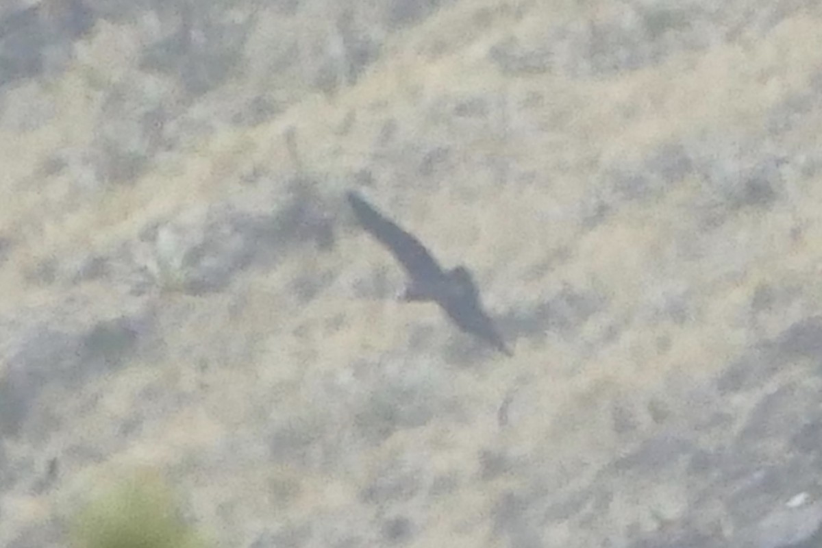 Condor des Andes - ML80731751