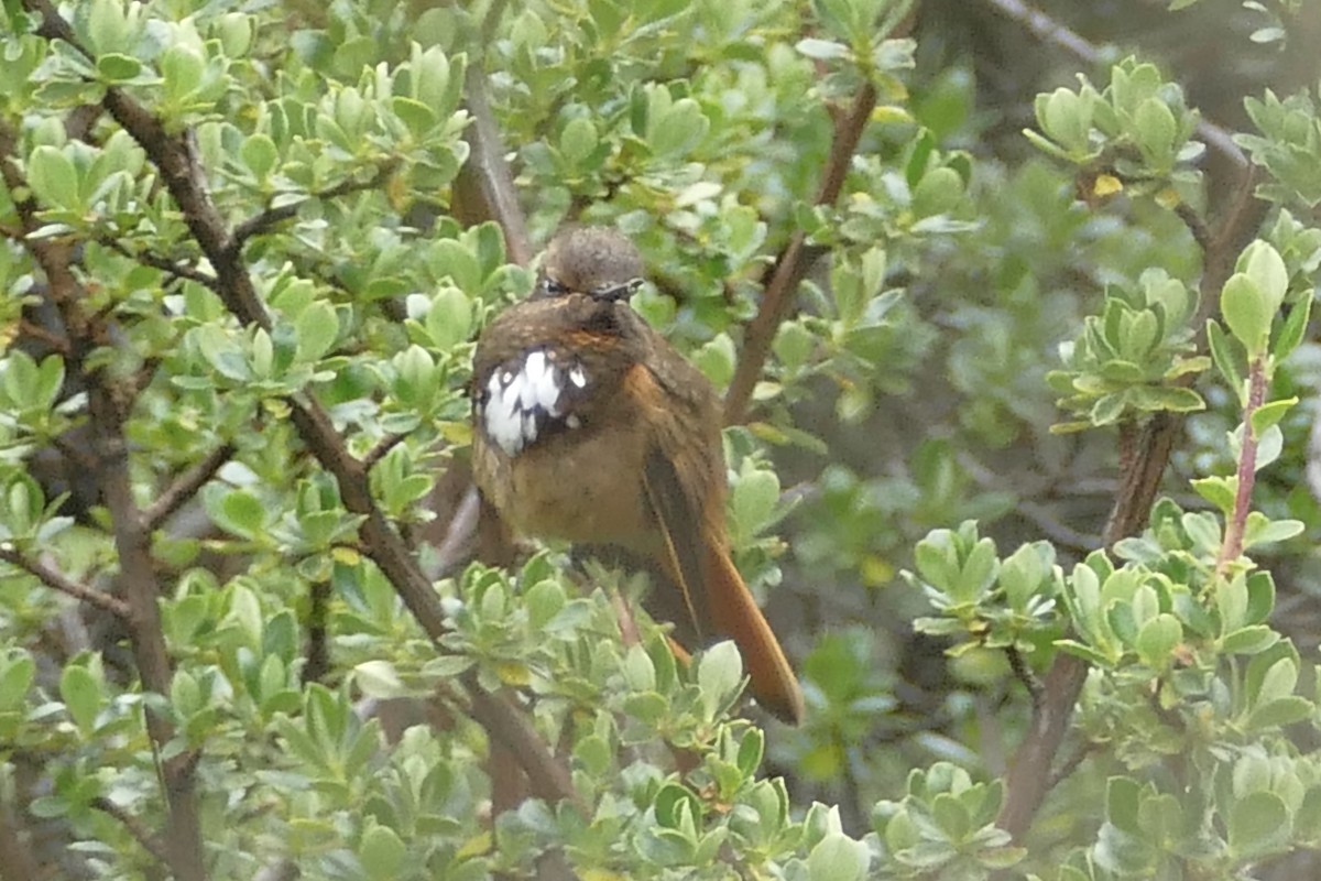 White-tufted Sunbeam - ML80731871