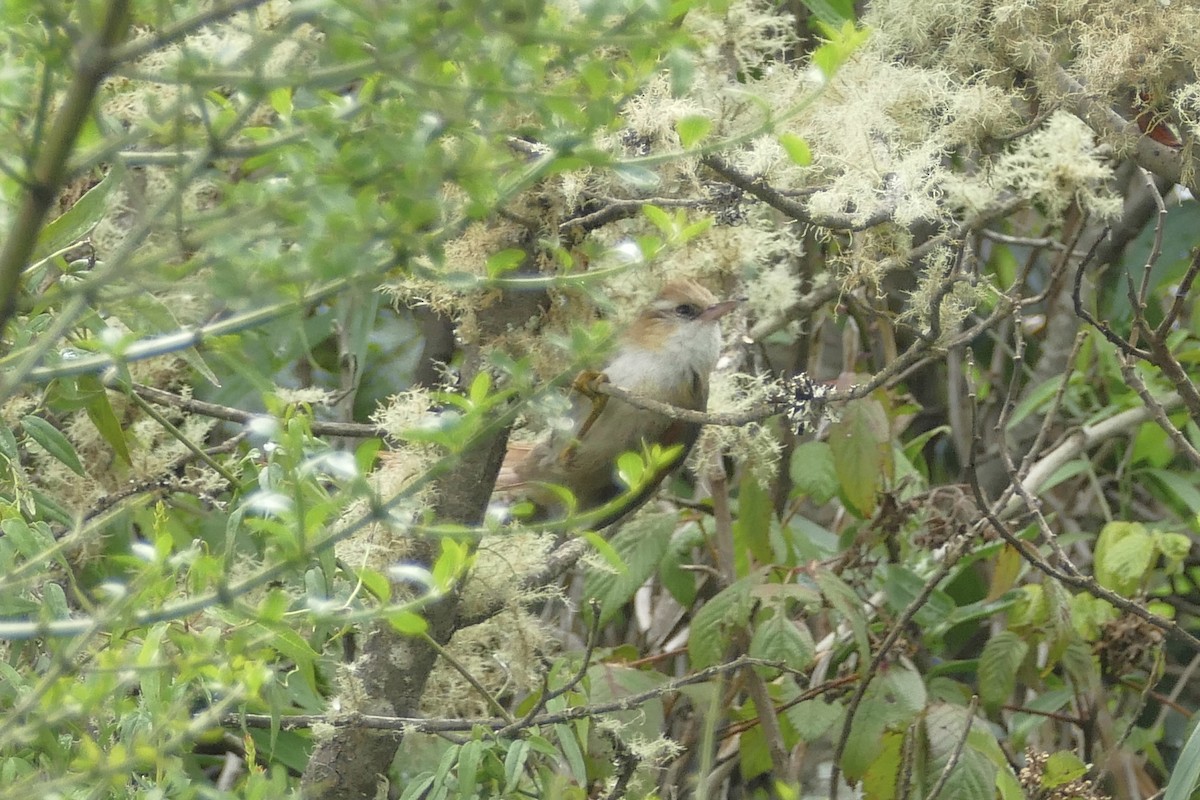 Creamy-crested Spinetail - ML80731971