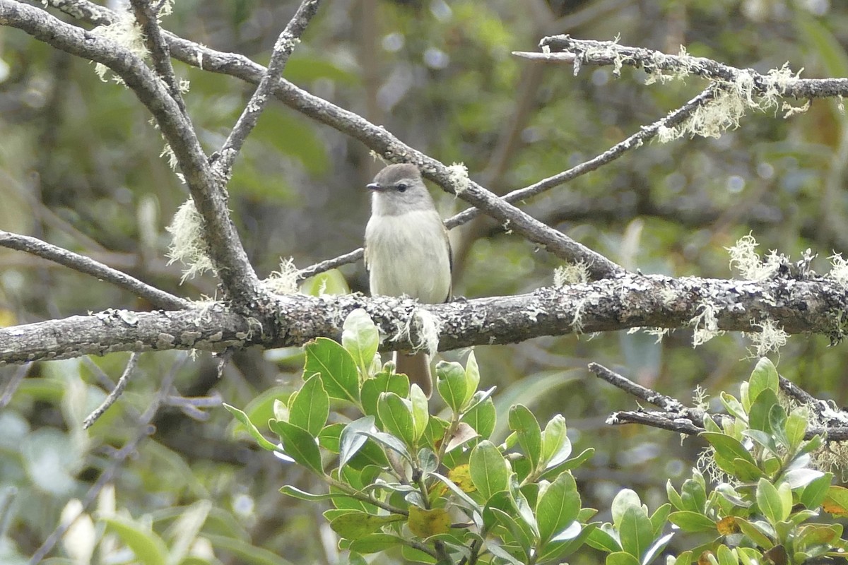 Mosquerito Culirrufo - ML80732051