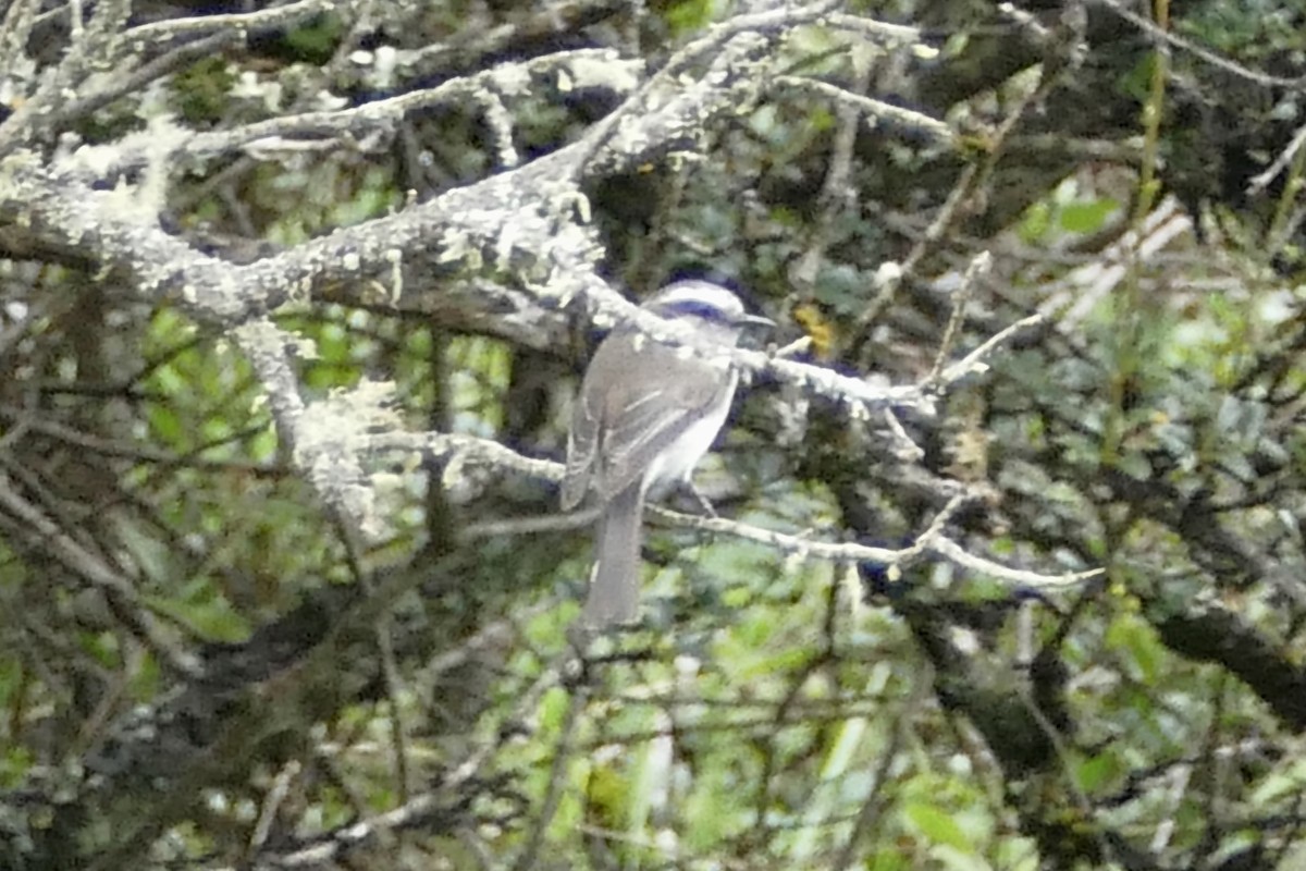 White-browed Chat-Tyrant - ML80732101