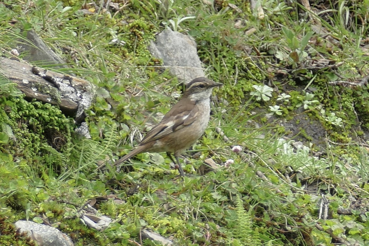 Cream-winged Cinclodes - ML80732961